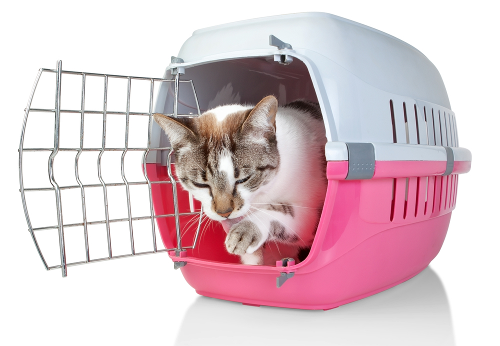 You Need To Read This Before Crossing The Border 2019 US & Canadian