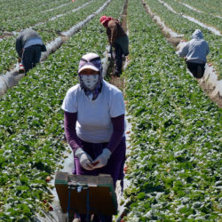Farm Workers