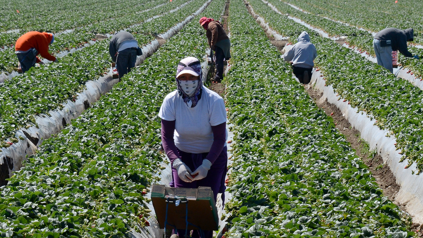 Agricultural Immigrant Workers In Canada Get 1 500 From Government Visaplace